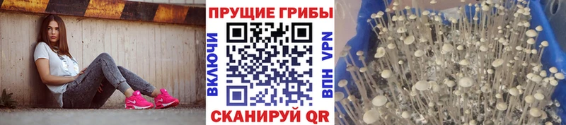 Галлюциногенные грибы MAGIC MUSHROOMS как найти закладки Тайга